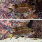 Regal Damselfish, Pair (click for more detail)