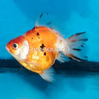 Orange Ryukin Goldfish (click for more detail)