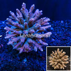 Acropora Coral Indonesia (click for more detail)