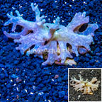 Sinularia Leather Coral Vietnam (click for more detail)