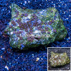 Zoanthus Coral Vietnam (click for more detail)