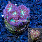 LiveAquaria® Purple Blastomussa Coral (click for more detail)