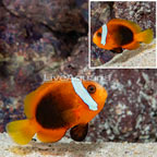Tomato Clownfish (click for more detail)