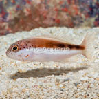 Freckled Hawkfish (click for more detail)