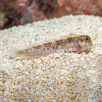 Molly Miller Blenny (click for more detail)