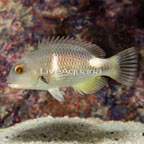 Orange Spotted Tusk (click for more detail)
