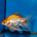 Gold Ryukin Goldfish (click for more detail)