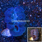 Purple and Blue Crocea Clam (click for more detail)