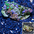 Zoanthus Coral Vietnam (click for more detail)