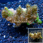 Devil's Hand Leather Coral Indonesia (click for more detail)