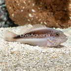 Freckled Hawkfish  (click for more detail)