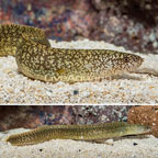Richardson's Moray Eel (click for more detail)
