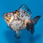 Calico Ryukin Goldfish (click for more detail)