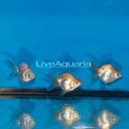 Ryukin Goldfish, Trio (click for more detail)