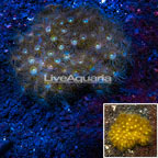 Parazoanthus Coral Indonesia (click for more detail)