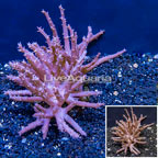 Tree Coral Indonesia (click for more detail)