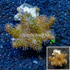 Toadstool Leather Coral Indonesia (click for more detail)