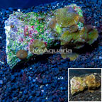 Mushroom Coral Indonesia (click for more detail)