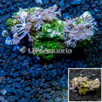 Xenia Coral Indonesia (click for more detail)
