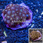 Zoanthus Coral Indonesia (click for more detail)