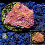 LiveAquaria® Cultured Ultra Chalice Coral (click for more detail)