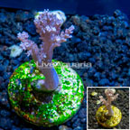 LiveAquaria® Cultured Pineapple Tree Coral (click for more detail)