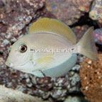 Epaulette Surgeonfish (click for more detail)