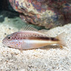 Freckled Hawkfish (click for more detail)