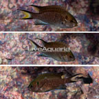 Regal Damselfish, Trio (click for more detail)
