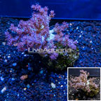 Pineapple Tree Coral Indonesia (click for more detail)