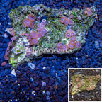 Zoanthus Coral Vietnam (click for more detail)