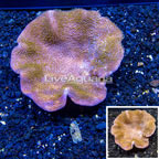 Toadstool Leather Mushroom Coral Vietnam (click for more detail)