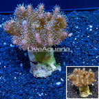 Devil's Hand Leather Coral Indonesia (click for more detail)