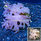 Sinularia Leather Coral Vietnam (click for more detail)