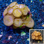 Protopalythoa Coral Indonesia (click for more detail)