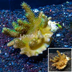 Devil's Hand Leather Coral Indonesia (click for more detail)