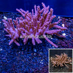Tree Coral Indonesia (click for more detail)
