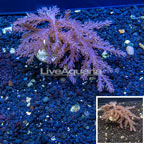 Pineapple Tree Coral Indonesia (click for more detail)