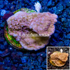 LiveAquaria® Cultured Montipora Coral (click for more detail)