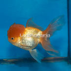 Oranda Goldfish (click for more detail)