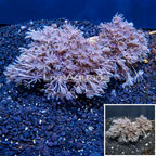 Xenia Coral Indonesia (click for more detail)
