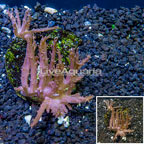Tree Coral Indonesia (click for more detail)