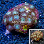 Zoanthus Coral Indonesia (click for more detail)
