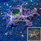 Pineapple Tree Coral Indonesia (click for more detail)