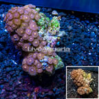 Zoanthus Coral Vietnam (click for more detail)