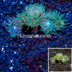 Ultra Duncan Coral Australia (click for more detail)