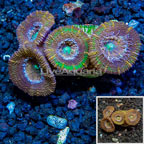 LiveAquaria® Cultured Acan Lord Coral (click for more detail)