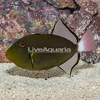 Pinktail Triggerfish (click for more detail)