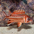 Red Stripe Squirrelfish [Blemish] (click for more detail)