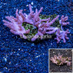 Tree Coral Indonesia (click for more detail)